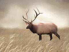 LD2051 - Elk in the Field - 16x12