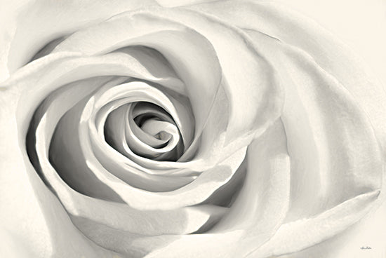 Lori Deiter LD2134 - LD2134 - Rose II - 18x12 Rose, White Rose, Photography from Penny Lane