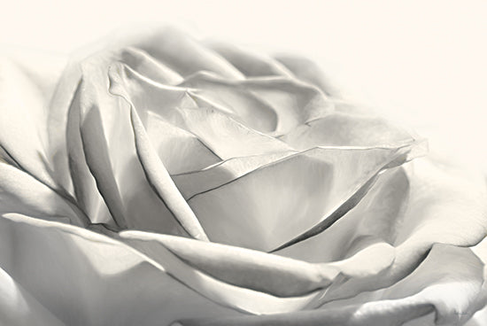 Lori Deiter LD2135 - LD2135 - Rose III - 18x12 Rose, White Rose, Photography from Penny Lane