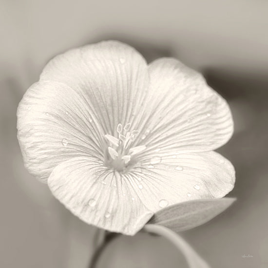 Lori Deiter LD2137 - LD2137 - Faded Flower I - 12x12 Flower, Dew, Morning, Sepia, Photography from Penny Lane