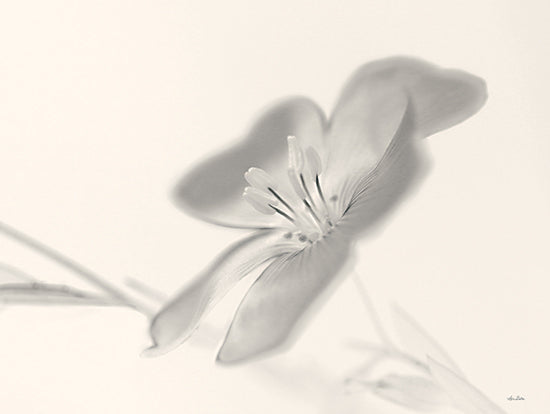 Lori Deiter LD2140 - LD2140 - Faded Flower IV - 16x12 Flower, Sepia, Photography from Penny Lane
