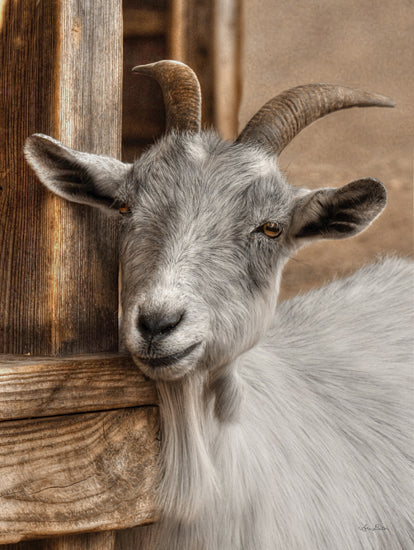 Lori Deiter LD2281 - LD2281 - Gray Goat - 12x18 Goat, Farm, Portrait, Photography from Penny Lane