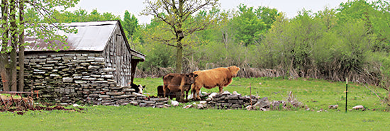 Lori Deiter LD2370A - LD2370A - Country Cows - 36x12 Cows, Barn, Stone Fence, Trees, Field, Landscape, Photography from Penny Lane