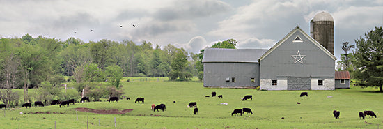 Lori Deiter LD2373A - LD2373A - Grazing Away - 36x12 Barn, Farm, Cows, Grazing, Barn Star, Photography, Landscape from Penny Lane