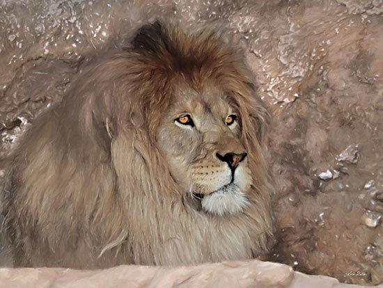 Lori Deiter LD2401 - LD2401 - Leo the Lion - 16x12 Lion, Portrait, Photography, Wildlife from Penny Lane
