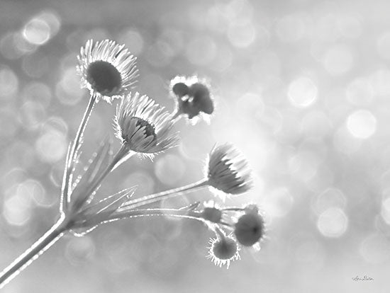 Lori Deiter LD2403 - LD2403 - Wild Flowers I - 16x12 Photography, Wildflowers, Black & White, X-Ray Photography  from Penny Lane