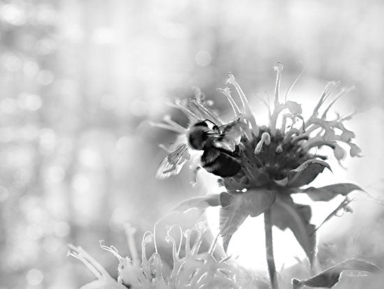 Lori Deiter LD2404 - LD2404 - Wild Flowers II - 16x12 Photography, Wildflowers, Black & White, X-Ray Photography  from Penny Lane