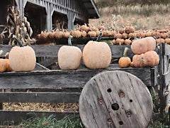 LD2565 - Pumpkin Market - 16x12