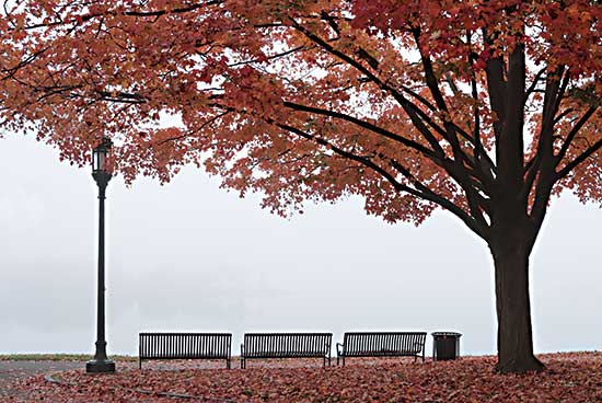 Lori Deiter LD2571 - LD2571 - A Place to Dream - 18x12 Photography, Tree, Benches, Park, Lamppost, Autumn, Landscape from Penny Lane