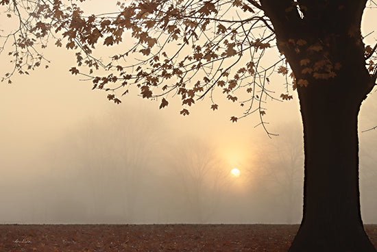 Lori Deiter LD2608 - LD2608 - Foggy Morning Sunrise - 18x12 Trees, Leaves, Fall, Forest, Photography from Penny Lane