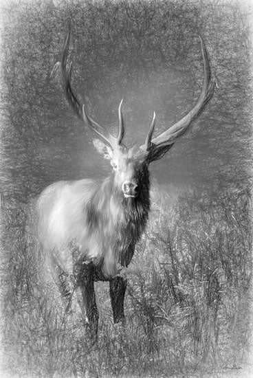 Lori Deiter LD2641 - LD2641 - Elk Sketch   - 12x18 Elk, Animals, Forest, Photography, Black & White from Penny Lane