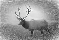 LD2642 - Bull Elk Sketch   - 18x12