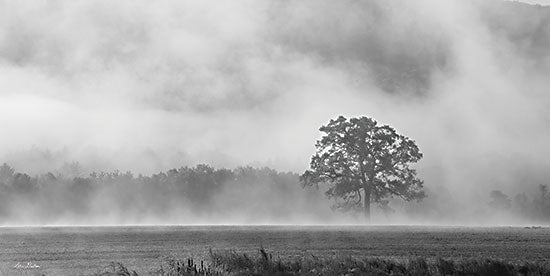 Lori Deiter LD2654 - LD2654 - Old Oak in Fog - 18x9 Trees, Fog, Forest, Black & White, Photography, Landscape from Penny Lane