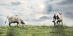 LD2716 - Grazing Dairy Cattle - 18x9