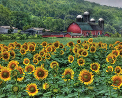 LD275C - Sunflower Farm - 16x12