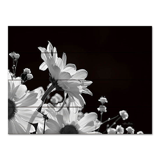 Lori Deiter LD2795PAL - LD2795PAL - Love as Long as You Live - 16x12 Photography, Flowers, Daisies, Black & White from Penny Lane