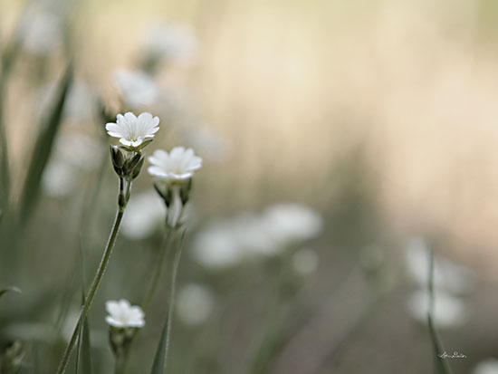 Lori Deiter LD2806 - LD2806 - Spring Into Life - 16x12 Flowers, White Flowers, Spring, Springtime, Photography from Penny Lane