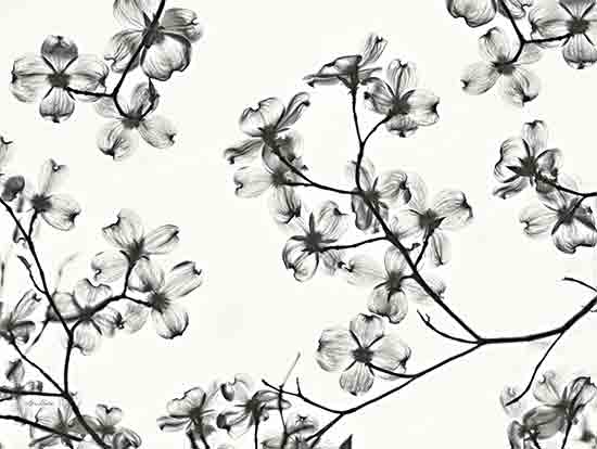 Lori Deiter LD2835 - LD2835 - Dogwood Blossom Silhouette - 16x12 Dogwood Blossoms, Tree Branches, Black & White, Flowers from Penny Lane