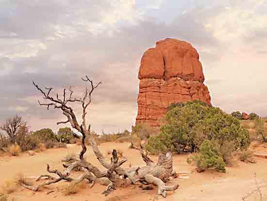 Lori Deiter LD2845 - LD2845 - Dusty Desert I - 16x12 Photography, Desert, Rocks, Branches, Southwestern, Landscape, Cactus from Penny Lane