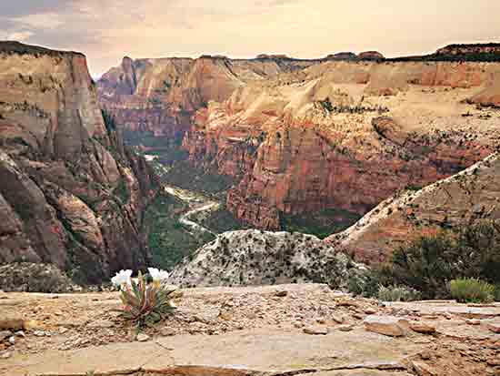 Lori Deiter LD2852 - LD2852 - Zion Desert Life - 16x12 Zion Desert, Utah, Desert, Landscape, Photography from Penny Lane