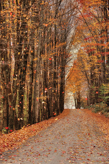 Lori Deiter LD2865 - LD2865 - Golden Boughs I   - 12x18 Photography, Fall, Landscape, Trees, Road, Path, Leaves, Nature from Penny Lane