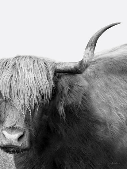 Lori Deiter LD2893 - LD2893 - Haircut Needed - 12x16 Cow, Longhorn, Photography, Portrait, Black & White from Penny Lane