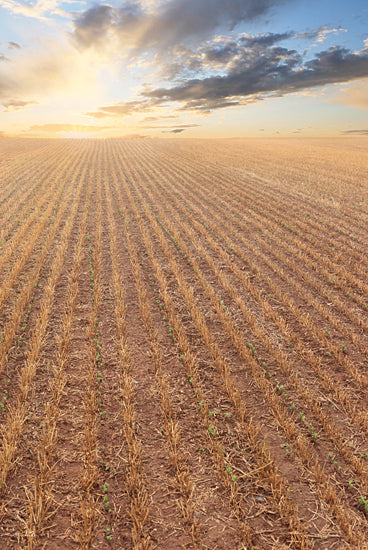 Lori Deiter LD2935 - LD2935 - It's a New Day - 12x18 Photography, Farm, Field, Harvest, Morning, Sun, Nature from Penny Lane