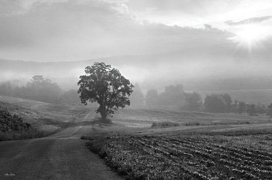 Lori Deiter LD2946 - LD2946 - Morning Haze II - 18x12 Morning Haze, Fog, Trees, Road, Black & White, Photography, Landscape from Penny Lane