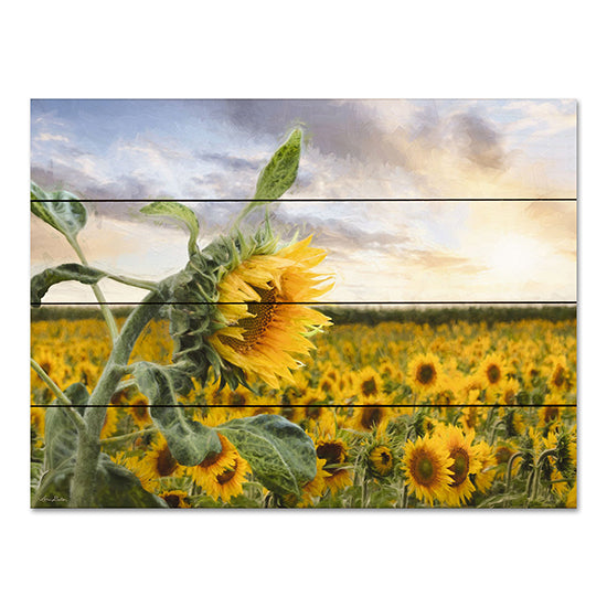 Lori Deiter LD2950PAL - LD2950PAL - Sunflower Sunrise - 16x12 Sunflowers, Sunflower Field, Fall, Autumn, Photography, Landscape from Penny Lane