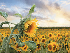 LD2950 - Sunflower Sunrise - 16x12