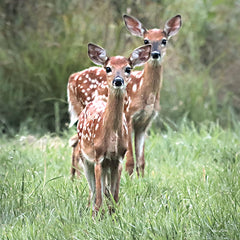 LD2951 - Fawns in a Field - 12x12