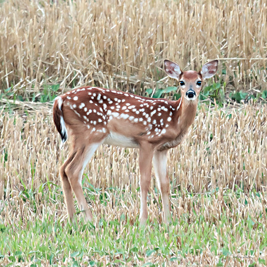 Lori Deiter LD2952 - LD2952 - Fawn in a Field - 12x12 Deer, Baby Deer, Fawns, Meadow, Photography, Wildlife from Penny Lane
