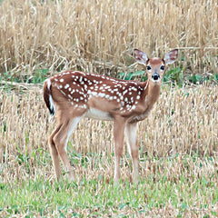 LD2952 - Fawn in a Field - 12x12