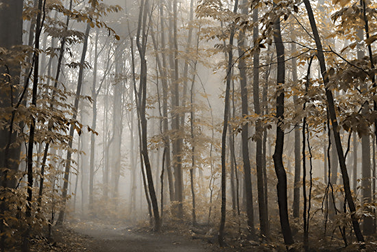 Lori Deiter LD2956 - LD2956 - Foggy Forest in Fall - 18x12 Photography, Trees, Paths, Fog, Nautre, Landscape from Penny Lane