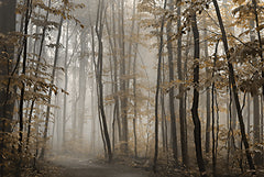 LD2956 - Foggy Forest in Fall - 18x12