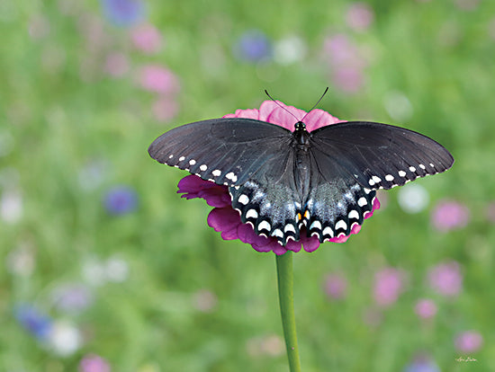 Lori Deiter LD2961 - LD2961 - Butterfly Resting Spot II - 16x12 Butterfly, Flower, Pink Flower, Photography from Penny Lane