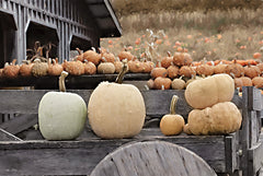 LD2962 - Autumn Pumpkin Harvest - 18x12