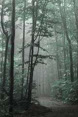 LD3057LIC - Misty Forest - 0