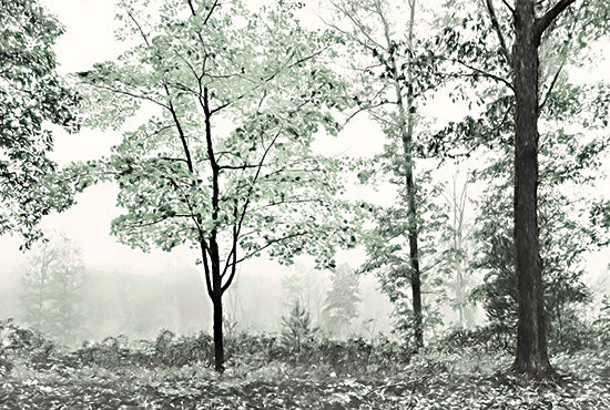 Lori Deiter LD3058 - LD3058 - Three Trees - 18x12 Photography, Trees, Landscape, Forest  from Penny Lane