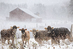 LD3095 - Cold Cows on the Farm - 18x12
