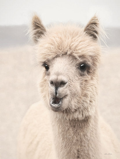 Lori Deiter LD3134 - LD3134 - Soft Alpaca 2 - 12x16 Alpaca, Photography, Portrait, White Alpaca, Livestock from Penny Lane