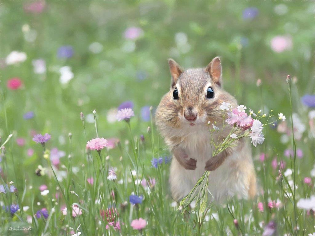 Lori Deiter LD3150 - LD3150 - Wildflower Chippy - 16x12 Photography, Whimsical, Chipmunk, Flowers, Wildflowers, Landscape from Penny Lane