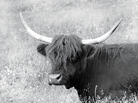 Lori Deiter LD3192 - LD3192 - Highland Cow in Spring - 16x12 Photography, Cow, Highland Cow, Field, Landscape, Black & White from Penny Lane