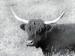 LD3192 - Highland Cow in Spring - 16x12