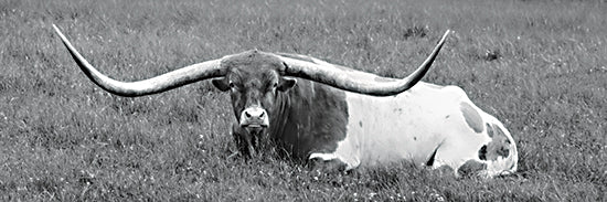 Lori Deiter LD3193A - LD3193A - Wide Load - 36x12 Photography, Cow, Long Horn, Black & White, Pasture from Penny Lane