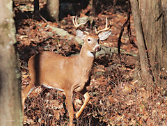 LD3202 - Deer on Alert - 16x12