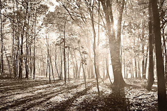 Lori Deiter LD3245 - LD3245 - Back to Nature     - 18x12 Photography, Forest, Sunlight, Nature, Landscape, Sepia from Penny Lane