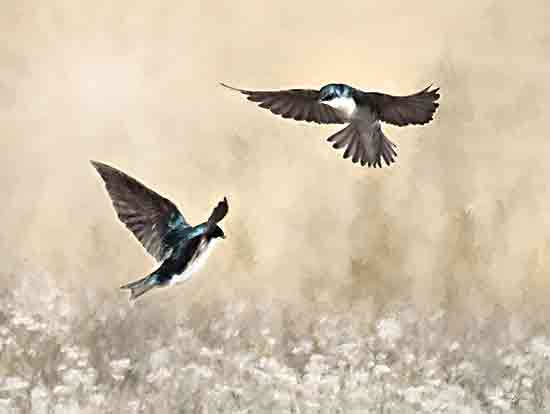 Lori Deiter LD3277 - LD3277 - Dance of the Swallows - 16x12 Photography, Birds, Swallows, Field from Penny Lane