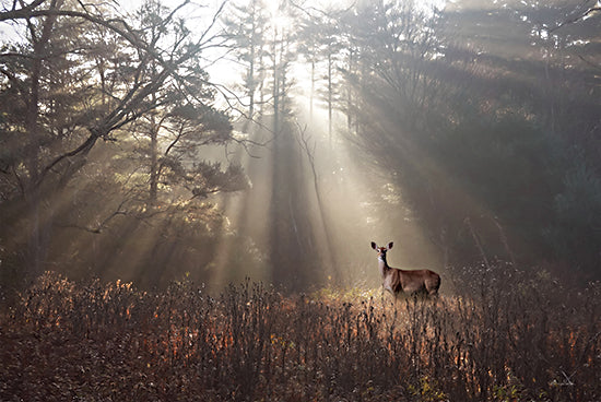 Lori Deiter LD3291 - LD3291 - Doe a Deer - 18x12 Photography, Deer, Wildlife, Woods, Trees, Sunlight, Nature, Landscape from Penny Lane