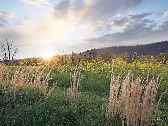 Lori Deiter LD3325 - LD3325 - Country Sunset  - 16x12 Landscape, Wildflowers, Photography, Grass, Yellow flowers, Sunlight, Clouds, Meadow from Penny Lane